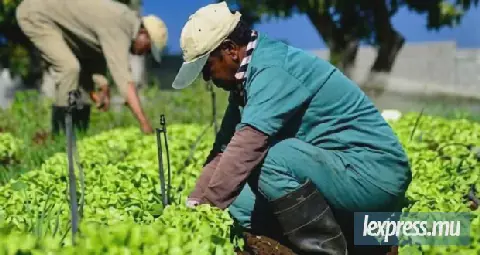 Mauritius to Host Up to 500 Indian Workers in Agriculture