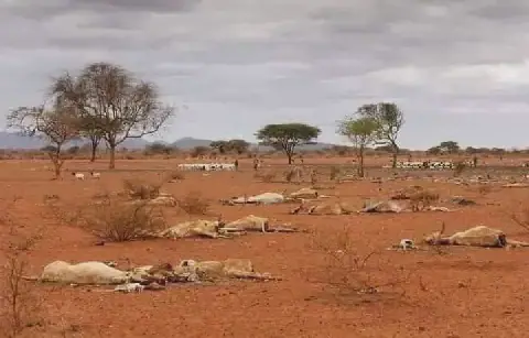 Livestock deaths linked to vaccine shortages amid poor pasture in Darfur
