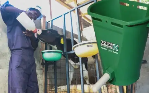 Early Calf Nutrition: The Benefits of Milk Replacer Feeding