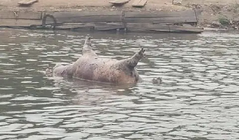 Anthrax confirmed as cause of hippopotamus deaths in DR Congo's Nord-Kivu