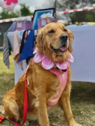 Gauteng Golden Retriever Day Returns to Support Rescue Dogs