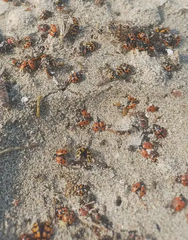 Thousands of Ladybirds Wash Up Along Western Cape Coast