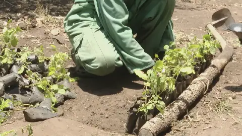 Kasese Farmers Turn to Trees for Income through Carbon Farming