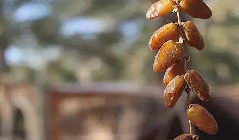 Tunisia Explores European Markets to Boost Date Exports