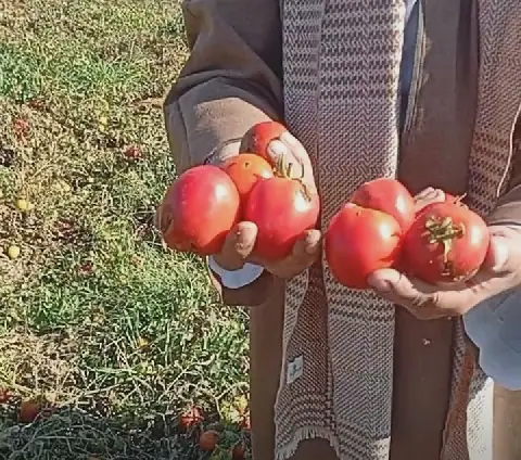 Egyptian Government Addresses Tomato Crop Infestation Rumors