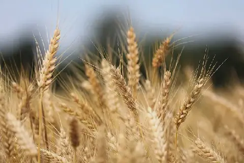 Ukrainian Cereal Exports Plummet by Over 60% in September