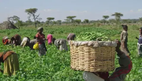 FG pushes for overhaul of Nigeria’s agricultural extension system to boost farm yields