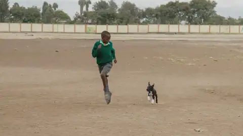 Children bear the brunt of rabies deaths globally – WHO