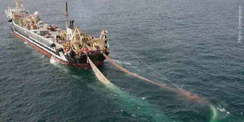 Nigeria spends $866m on seafood imports as foreign trawlers squeeze local fisheries