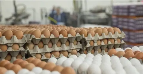 Tunisian authorities seize thousands of eggs and bottles of mineral water in random warehouses