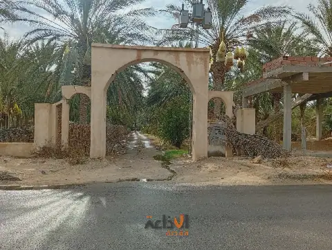 Rainfall Boosts Date Palm Harvest Hopes in Tunisia's Qebli Region