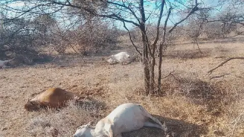 Samburu residents demand Ksh.70M compensation after police kill over 700 livestock