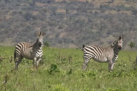 24 Civil Society Groups Warn of Mining Impact on Upemba National Park in DR Congo