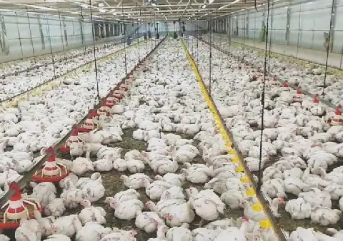 دواجن
