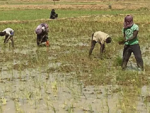 Mauritanian Farmers Demand President's Intervention to Protect Land Rights