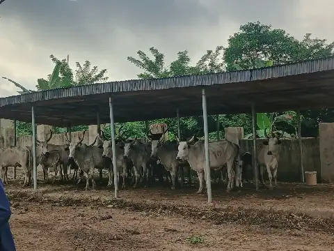 Oyo State Government Impounds 20 Cows in Two Separate Operations