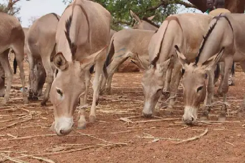 Burkina Faso Introduces New Regulations to Protect Donkeys, Camels, and Horses