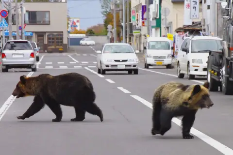 Russia to control bear population after 22 people killed in attacks
