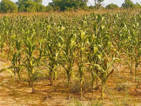 Dry Spell Leaves Upper East Maize Tall but Barren, Farmers Warned