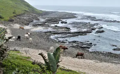 Cows on the beach at Double Mouth apparently licking salt off the rocks
