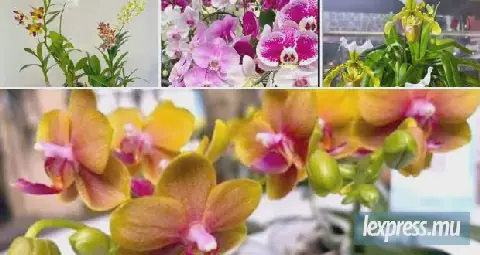 45th Edition of Orchid Society Mauritius: A Celebration of Catleya