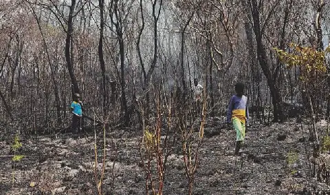 Angola struggles with unsustainable fire management