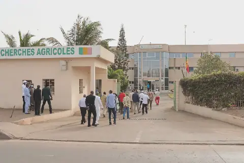 Senegal's Agricultural Research Institute Faces Critical Shortage of Experienced Technicians