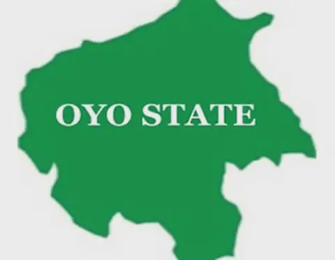 Oyo State Impounds 20 Cows for Open Grazing and Crop Destruction