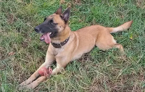 K9 Sky's post-mortem reveals hours of pain and severe injuries