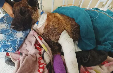 Sky postmortem reveals grim final hours of SAPS arson-detection dog