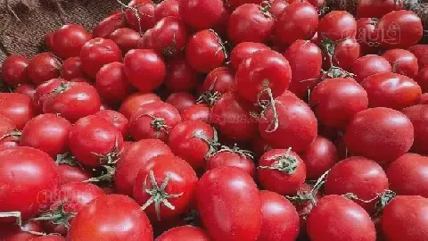 Egypt's Tomato Market Sees Price Dispute