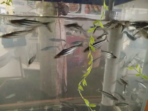 Exposition gouvernementale : Le « pangasius », nouveau poisson qui intrigue les visiteurs au stand de l’Agriculture