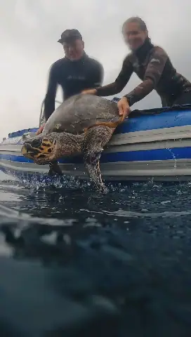 Crocworld hosts conservation talk on secret lives of sea turtles