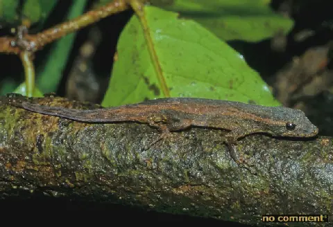Eight New Species of Lygodactylus Geckos Discovered in Madagascar