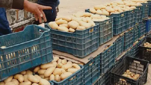 Algeria Introduces New Price Controls for Potatoes
