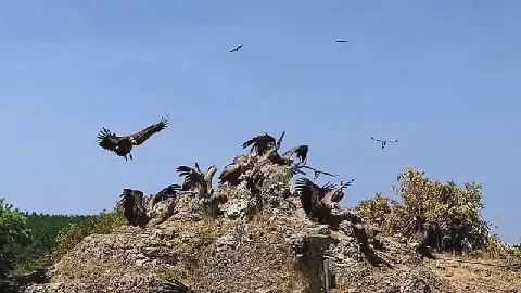 Reintroduction of Vultures to France Sparks Friction with Farmers
