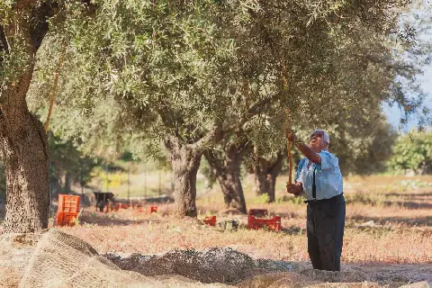 "لم يعد هناك للفلاح الفلسطيني سوى غصن الزيتون": مزارعون يشتكون من هجمات مستوطنين على محاصيلهم