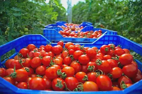 France Recalls Spanish Tomatoes Due to Pesticide Levels