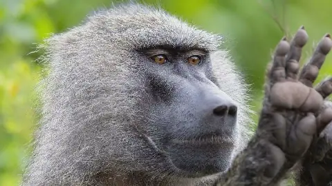 Egyptian Authorities Take Action After Monkeys Spotted in Tree Near Sports Club