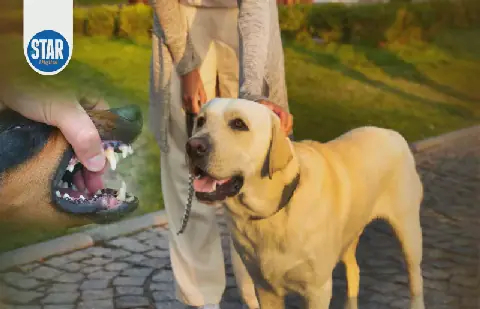 How can you prevent dog bites?