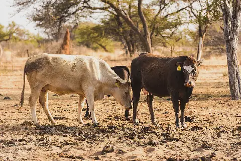 Namibia Faces N$190m Bill to Contain Foot-and-Mouth Disease Outbreak