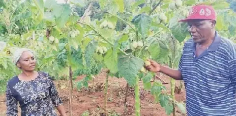 Nairobi to host Africa’s premier fruit conference