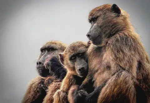 Drawing the line on Cape Town’s baboons