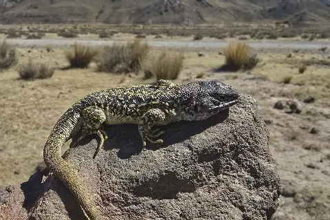 New lizard species discovered in Peru