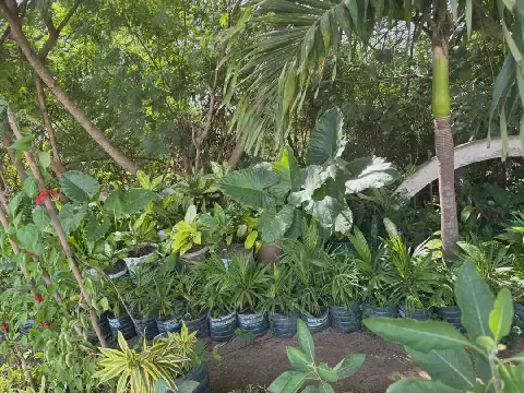Senegal's Pikine-Technopole Oasis: A Haven for Floriculture