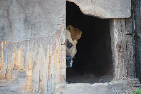 GNR Reports Over 2,600 Cases of Animal Abandonment and Mistreatment in Portugal Since 2024