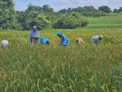 Côte d'Ivoire to Honor Top Actors and Partners in School Feeding Program