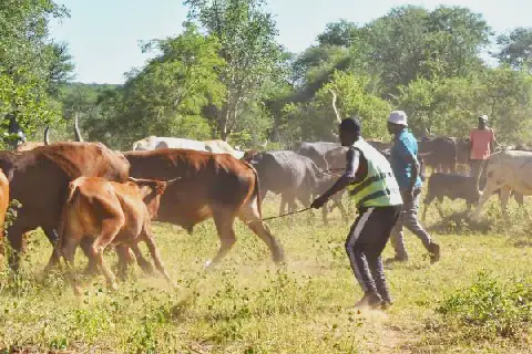 FMD-hit farmers in Namibia must pay minimum wage