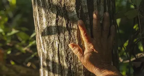 Restauração florestal avança no mundo com exemplos positivos no Brasil
