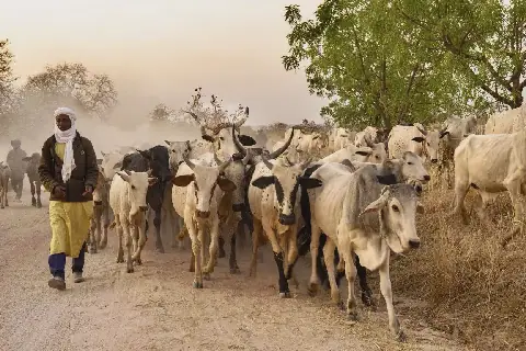 Tchad : des mesures pour sécuriser la campagne de transhumance 2026-2027